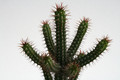 euphorbia baionensis 6820