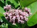asclepias syriaca 07