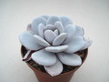 echeveria laui 8409