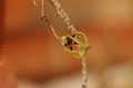 ceropegia armandii 8786