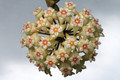 hoya acuta nova 2320