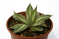 agave funkiana fatal attraction 0681