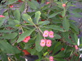 euphorbia milii rosa 1296