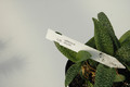 ledebouria volubilis 03