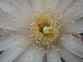 nyctocereus hirtschtianus 04