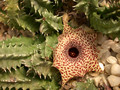 huernia reticulata 02