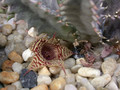huernia stapelioides 01