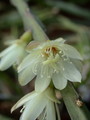 lepismium warmingianum 8976