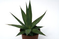 agave impressa escuinapa 0688