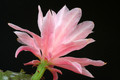 eh hannelore paetz 1155 7337
