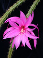 aporocactus fairy dancer 0816