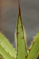 agave horrida 8657