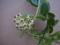 hoya cumingiana flower
