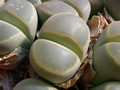lithops olivacea c109 02