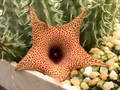 huernia x distichia 03