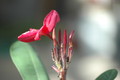plumeria rot 720