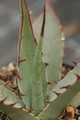 agave moranii sierra san pedro 8664