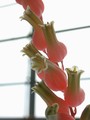 gasteria glomerata 01