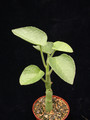 adenia keramanthus 01