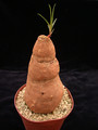 euphorbia trichadenia 01