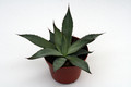 agave parryi 0132