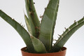 agave peacockii tehuacan 7665