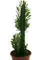 euphorbia trigona 0601