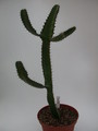 euphorbia cooperi 1369