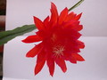 eh spring fling 9292 254