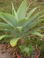 agave attenuata07
