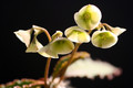 euphorbia suzannae marnierae 0172