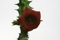 huernia aspera 9246