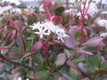 crassula ovata 9823