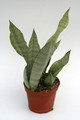sansevieria trifasciata moonshine 5733