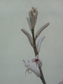 haworthia cuspidata 17
