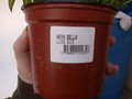 hoya bella louise buis 4022