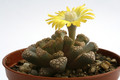 titanopsis hugo schlechteri sb1343 9688