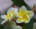 plumeria gelb weiss