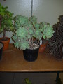 aeonium spec DSCN5697