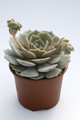 echeveria hybride lola 7942