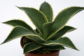 agave celsii multicolor 0692