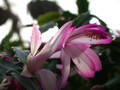 schlumbergera hatherton charm 216