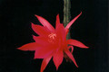 aporocactus slim
