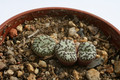 conophytum obcordellum sb635 lokenburg 2913