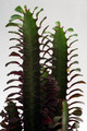 euphorbia trigona rubra 0195