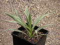 yucca angustissima avia lz2038 01