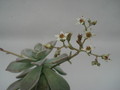 graptopetalum paraguayensis 8463