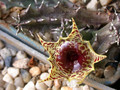 huernia zebrina zebrina 02