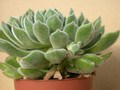 echeveria setosa compacta-hybride 03
