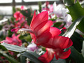 schlumbergera dark marie 02